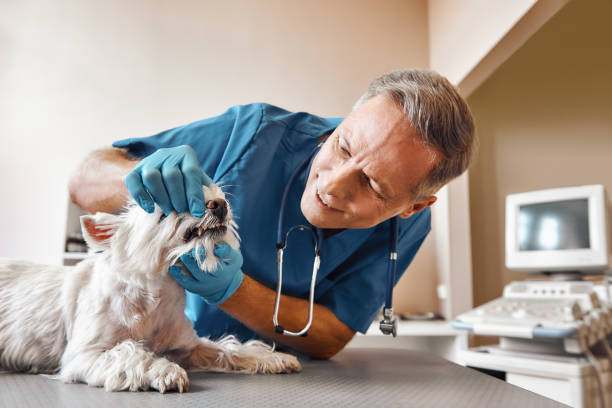 Best 24-Hour Emergency Dentist in Farngton Hills, MI